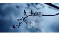 今日霜降 | 一年補透透，不如補霜降